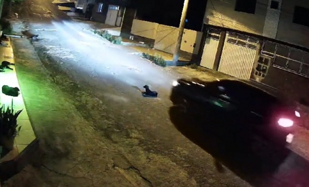 Motorista foge após atropelar e matar cadela em Itaperuna