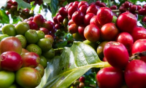 II Concurso de Cafés Especiais de Varre-Sai celebra a qualidade dos cafés do município